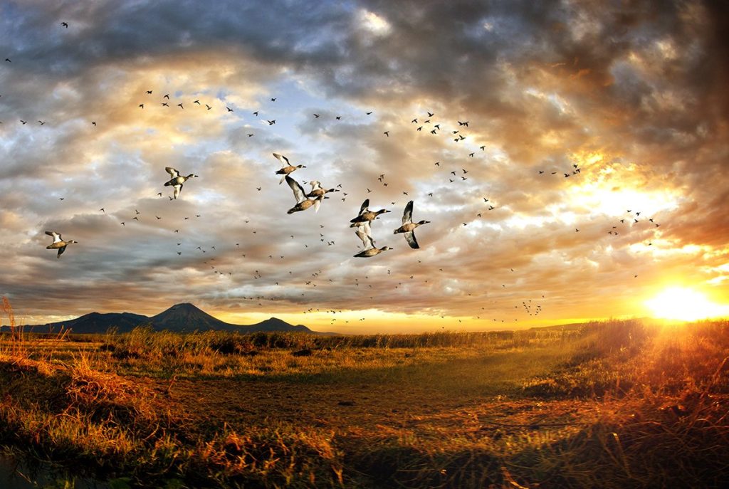 duck hunting US