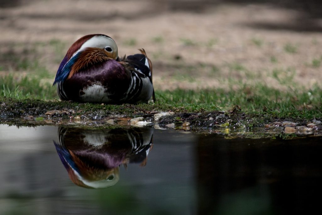duck