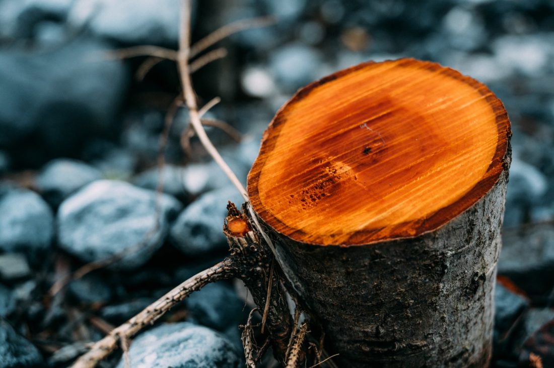 chainsaw cut