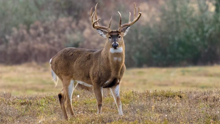 whitetail deer buck