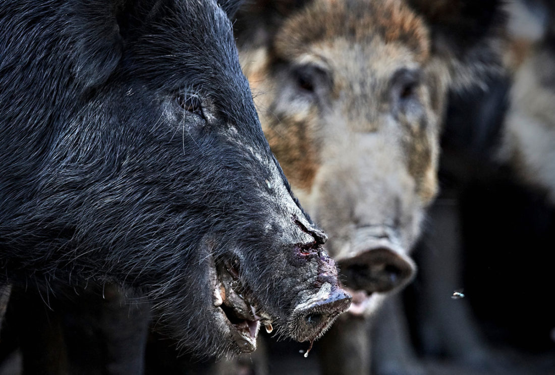 wild hogs